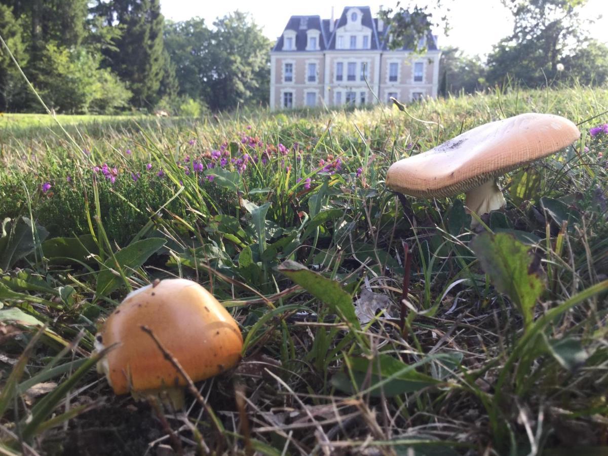 Chateau Des Essards Avec Piscine Et Jacuzzi Langeais Eksteriør billede